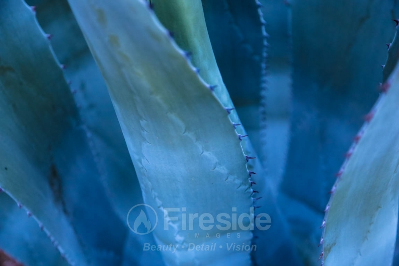 Blue Agave